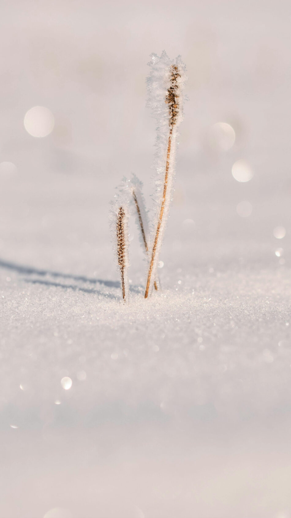 Frozen Stalks Snow Winter 4K Ultra HD Mobile Phone Wallpaper