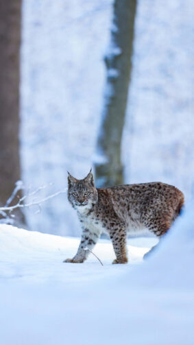 Lynx In The Winter Snow 4K Ultra HD Mobile Phone Wallpaper