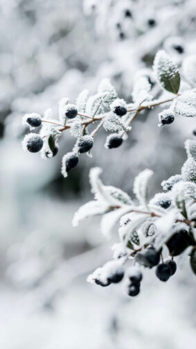 Snow Covered Berries Frozen Winter 4K Ultra HD Mobile Phone Wallpaper