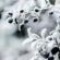 Snow Covered Berries Frozen Winter 4K Ultra HD Mobile Phone Wallpaper