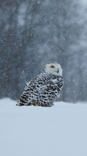 Snowy Owl In The Winter Storm 4K Ultra HD Mobile Phone Wallpaper