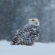 Snowy Owl In The Winter Storm 4K Ultra HD Mobile Phone Wallpaper