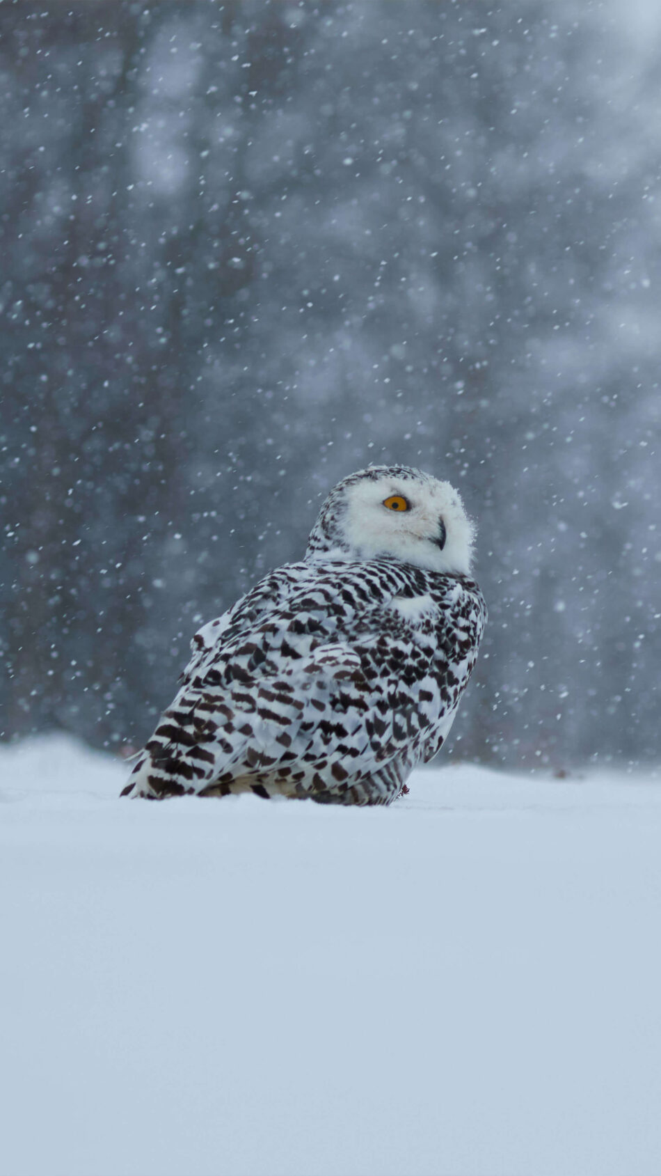 Snowy Owl In The Winter Storm 4K Ultra HD Mobile Phone Wallpaper