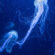 Jellyfish Swimming Blue Deep Sea 4K Ultra HD Mobile Phone Wallpaper